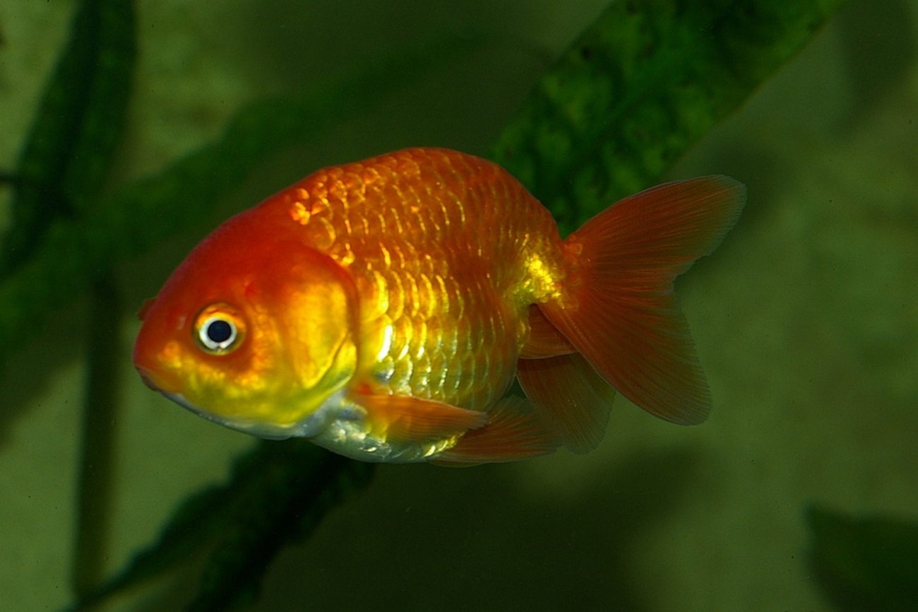 Carassius auratus auratus (Linnaeus, 1758)